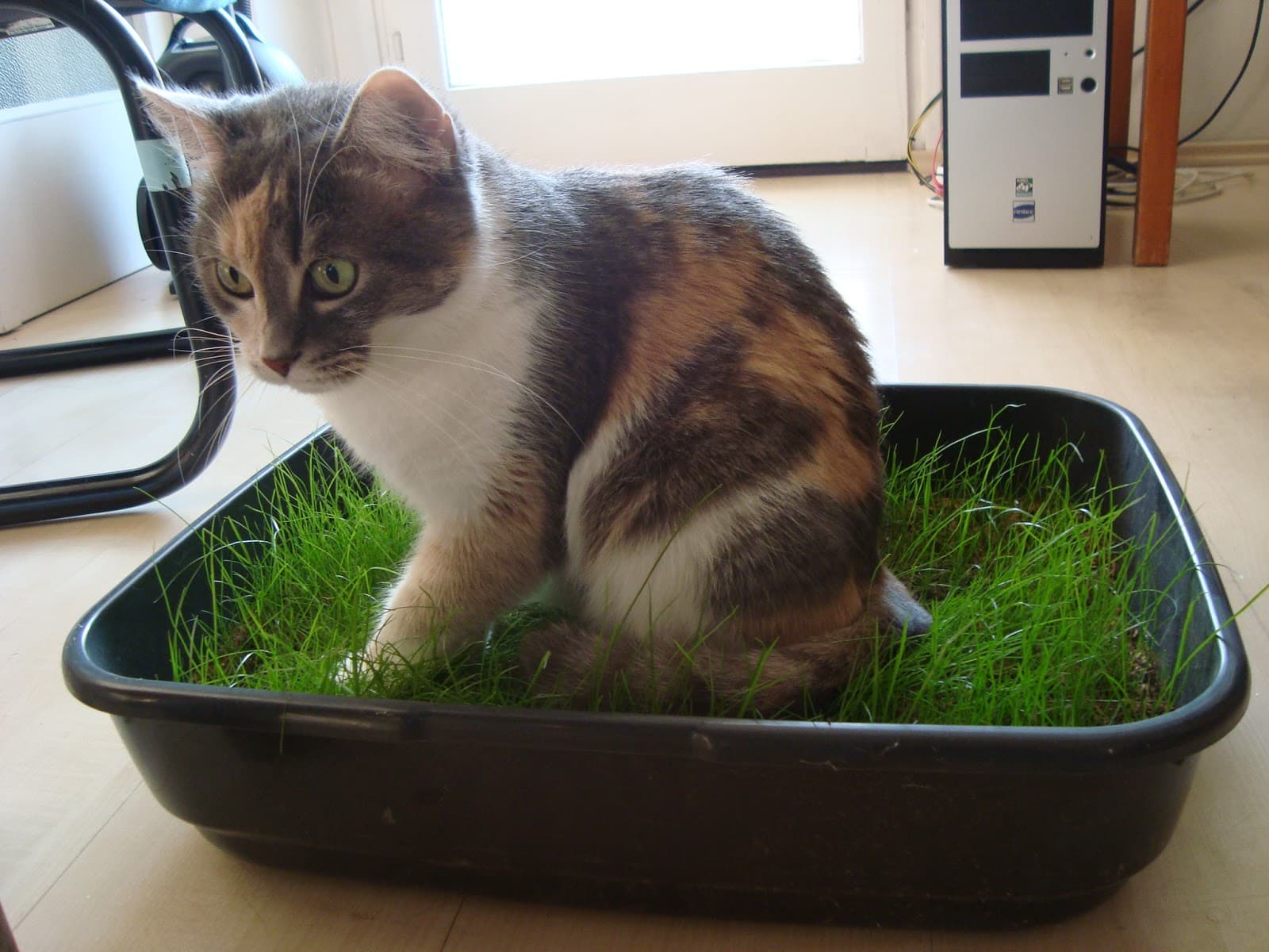 Fuet the cat sitting in a tray of grass